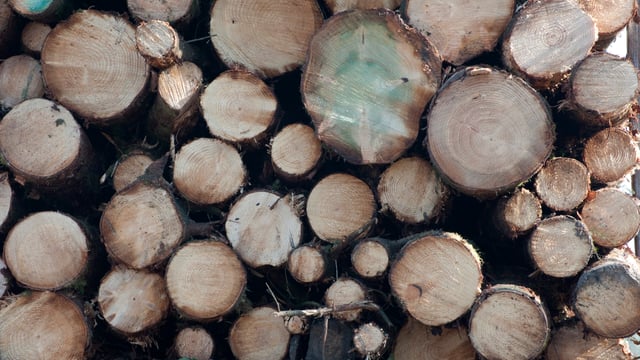 Field data for National Forest Inventory to be completed this year