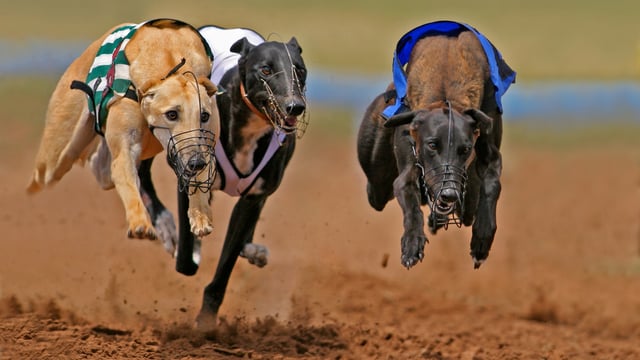 Greyhound industry objects to portrayal in school textbook