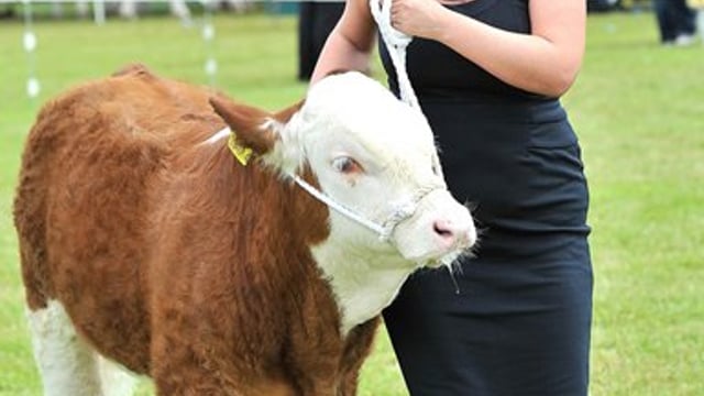 Official Brucellosis-free status in sight for Northern Ireland