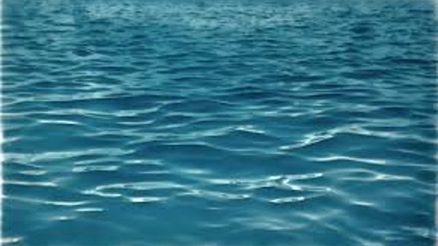 European eel stock at all-time low