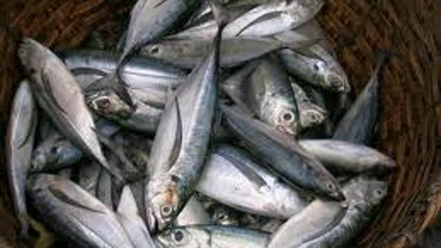 Trade sanctions on Iceland and Faroes mackerel fishing