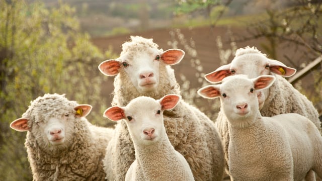 Boost in sheep trade, live shipments up