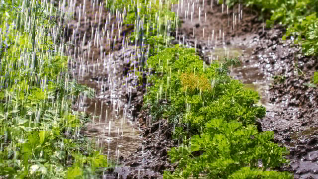 Met Eireann rainfall warning in place - up to two inches to fall in places