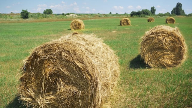 Fodder action group in search of 'southern comfort'