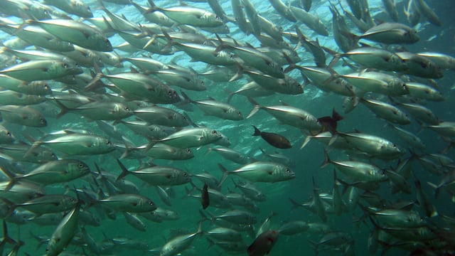 No impact from salmon farming on wild stocks, IFA claims