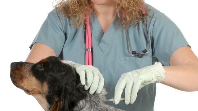 UCD is looking for dogs to donate blood - does you dog fit the bill?