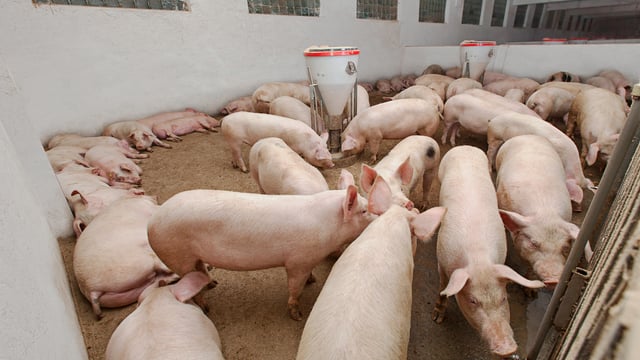 Pig farmers 'now receiving quotes of €2/kg'