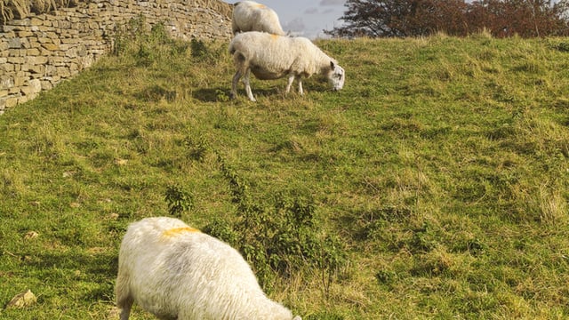 Upland management scheme needed
