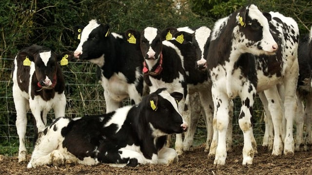 Vigilance is key with Johne’s disease, NI expert