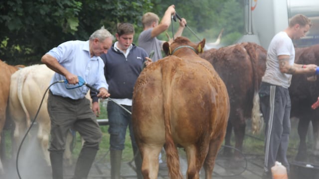 A flavour of livestock at the 72nd Virginia Show