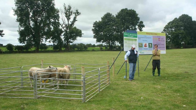 Importance of ram star index for Sheep stressed by Teagasc