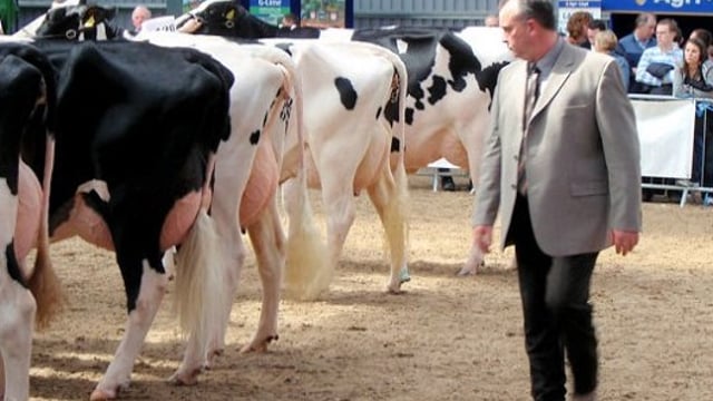 Top Canadian judge for Baileys champion cow competition
