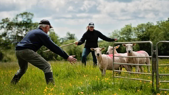Gorey Agricultural Show 2020 cancelled due to Covid-19