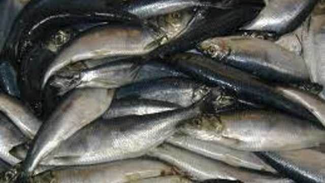 Herring fishery licences available from September