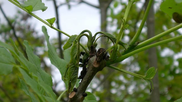 Forestry licence change to increase native trees - Hackett