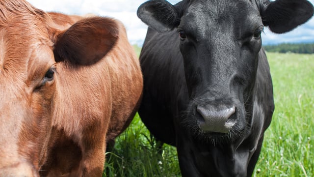 Source imported livestock responsibly