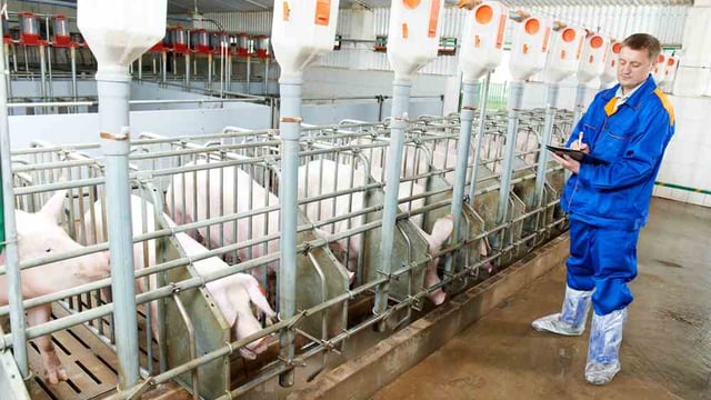 Russia bans EU pig meat as crisis talks under way