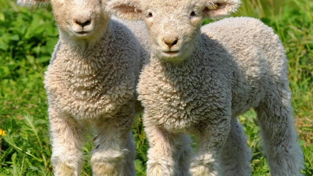 Strong demand for lamb reported