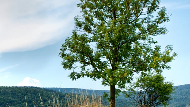 Farm forestry focus for Tullamore