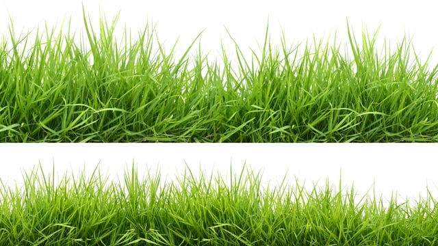 Perennial grasses for marginal soils