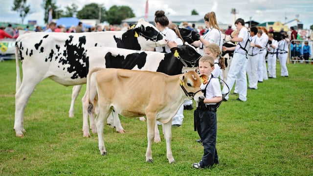 Tullamore Show judging results