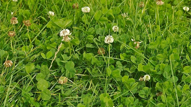 The use of white clover offers many benefits to farmers