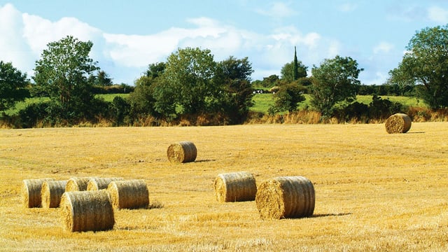 IFA welcomes fodder survey, calls on farmers to look at all options early on