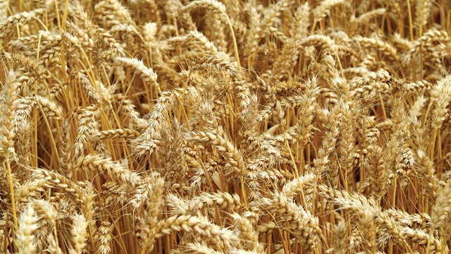 Dairygold calls for minimal costs and paperwork in new pesticide regulation rollout