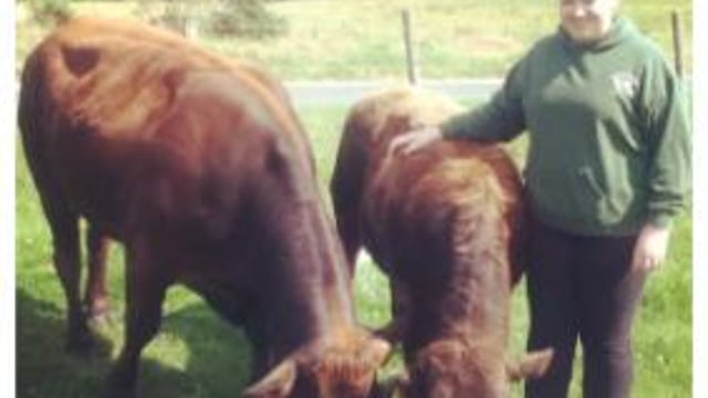 This week's Farmer of the Tweet: Derrybrack Aubracs