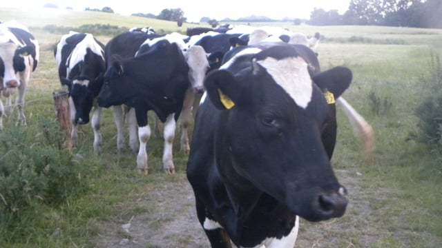 Dairy cow genetics index at an advanced stage