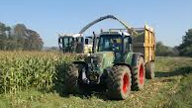 Maize silage, buyer beware