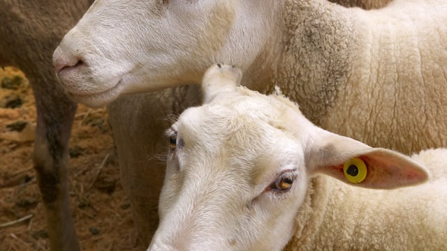 Sheepmeat exports in New Zealand and Australia see decline in first quarter