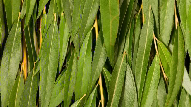 Bioenergy grant scheme open