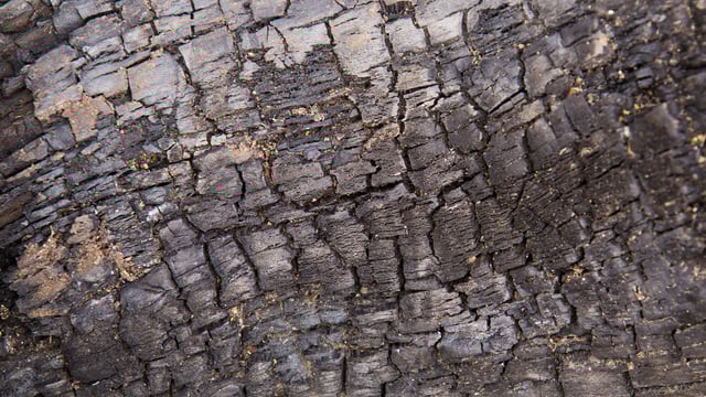 96 ash dieback outbreaks