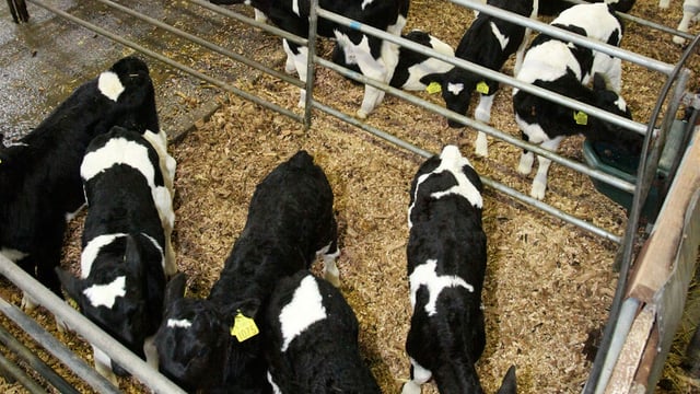 Calf trade: Numbers beginning to dwindle at marts