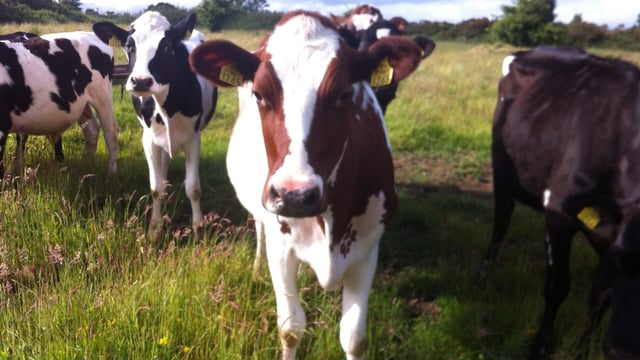 This week's farmer of the tweet: Hilda Brady, dairy farmer 120-acres