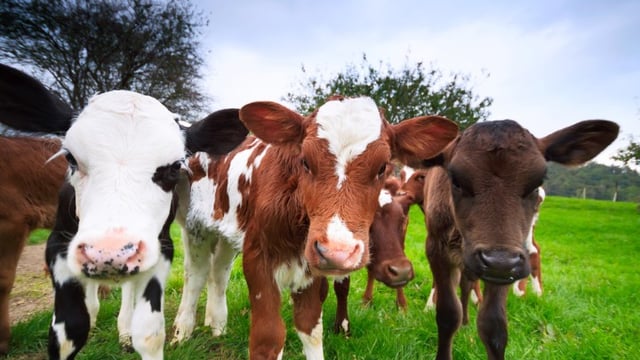 12 per cent more cows killed this year