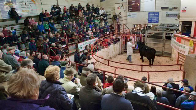 Buy cattle from the comfort of your armchair, as Ballina Mart goes digital