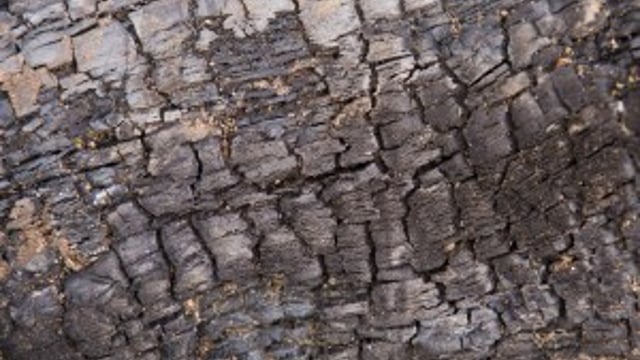 Second hedgerow ash dieback case confirmed