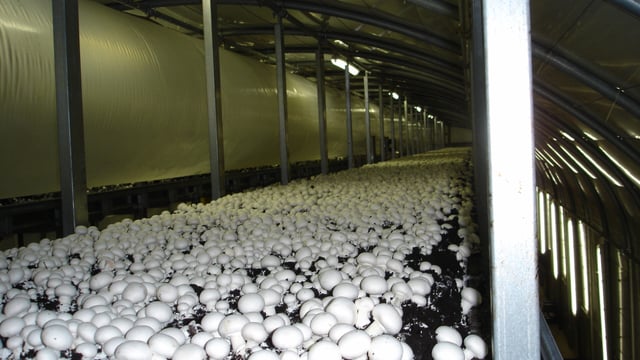 50% of 2023 horticulture and cereals exports were mushrooms