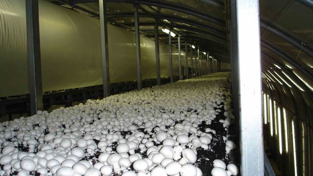 Senator calls for public to support Irish horticulture this Christmas