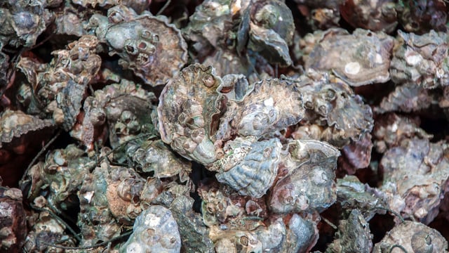 A pearl of wisdom for Irish oyster growers