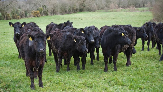 How to manage Johne's disease in weanling cattle
