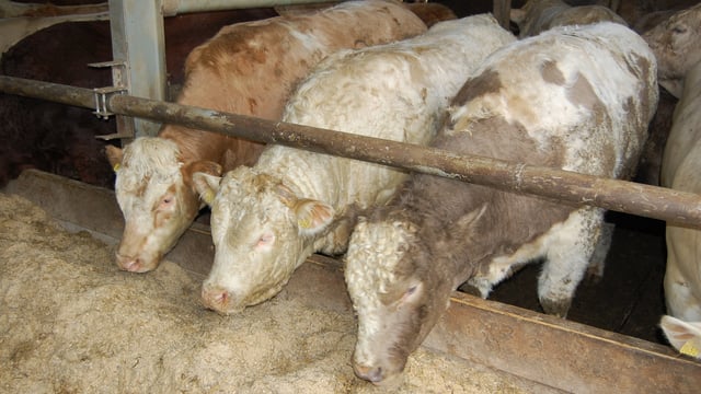 New weighing scheme 'does not go far enough' for beef finishers