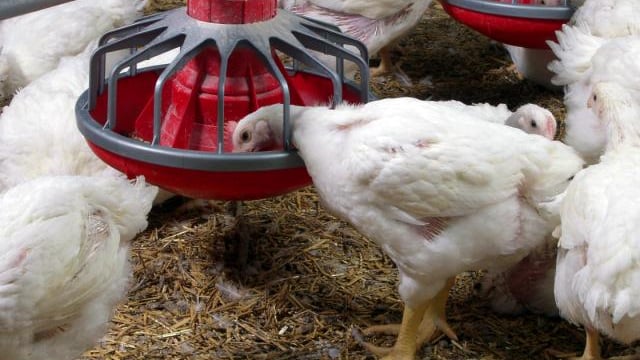 Concern grows over ILT