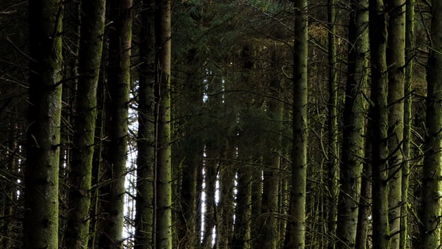 Forestry thinning 'a crop management activity - not a profit earner'