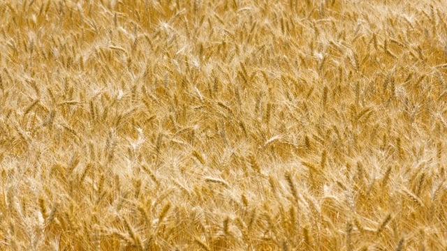 Good grain harvest up 4.5%, Copa-Cogeca