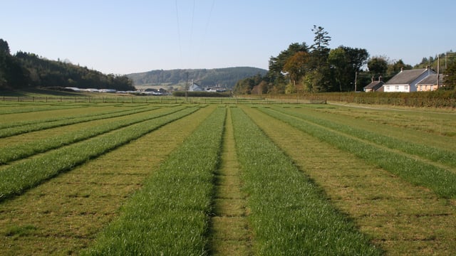 Key forage advice at Livestock Event