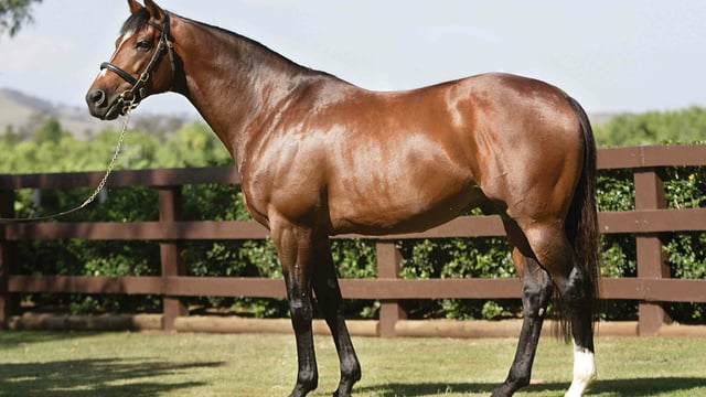 Register your equine stock, Department of Agriculture advises