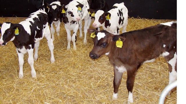 Calf-rearing priorities – a US perspective